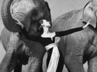 100 ամենաազդեցիկ լուսանկարները՝ «Դովիման փղերի հետ» 